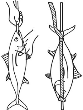 схема обвязки рыбы для горячего копчения со шпонкой