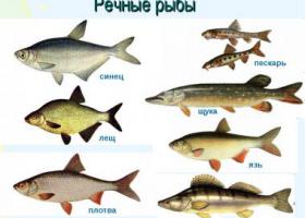 Рыба В Енисее Виды Названия И Фото