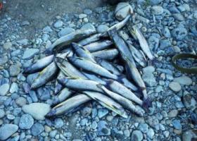отчет о рыбалки на москва реке