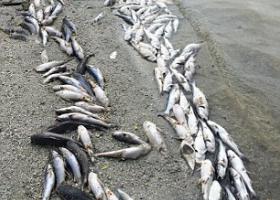 Погибшая рыба от катаклизма Эль-Ниньо