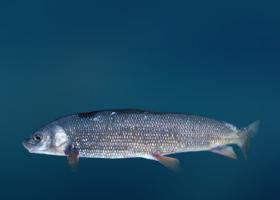 Рыба валек википедия фото