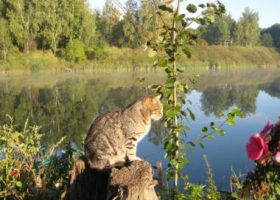 Летняя рыбалка в Подмосковье
