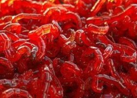 Живой корм