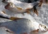 Рыбалка на Истринском водохранилище