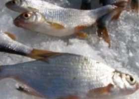 Рыбалка на Истринском водохранилище