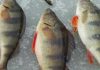 Рыбалка на Рузском водохранилище