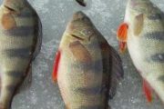 Рыбалка на Рузском водохранилище