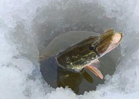 Зимняя ловля щуки
