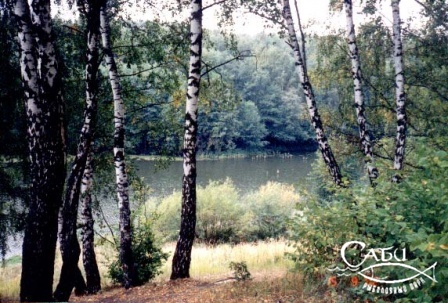 березы