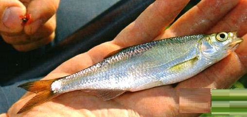 мотыль и уклейка