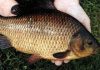 Карась
