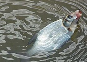 Ловля леща в проводку