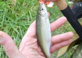 Уклейка