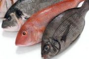 Морской окунь