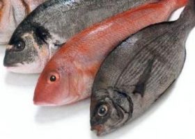 Морской окунь