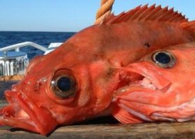 Морской окунь запеченный в духовке