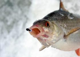 Мормышки на плотву