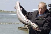 Стерлядь