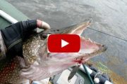 Щука видео