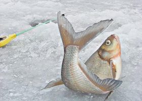 Ловля леща зимой на мормышку - Можайское вдхр