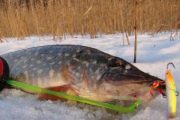 Ловля щуки зимой на балансир