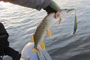 Куйбышевское водохранилище