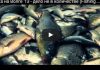 Рыбалка на Волге, видео