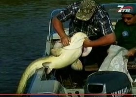 Ловля сома на квок, видео