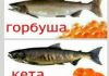 Чем отличается кета от горбуши