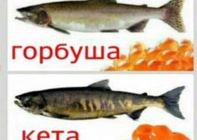 Чем отличается кета от горбуши