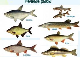 Список речных рыб