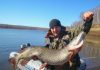 Рыбалка на Красноярском море