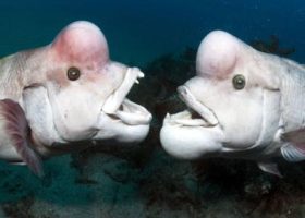 Необычные рыбы морей и океанов