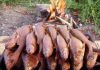 Рыба горячего копчения на костре