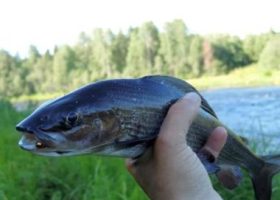 Ловля хариуса на малых реках