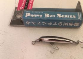 Jackson Pygmy Box