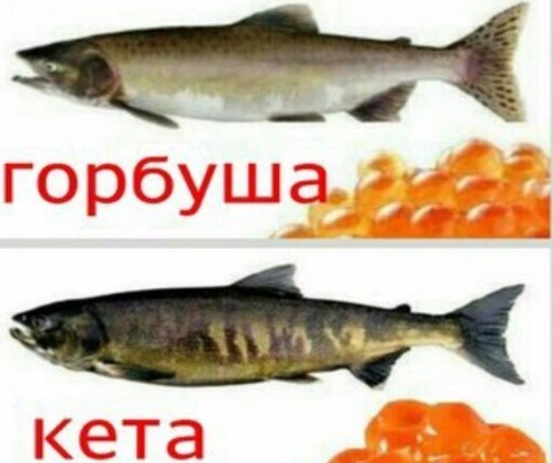 рыбы и икра